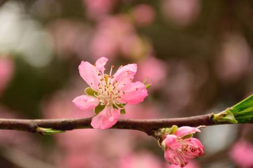春天粉红色的桃花花朵特写