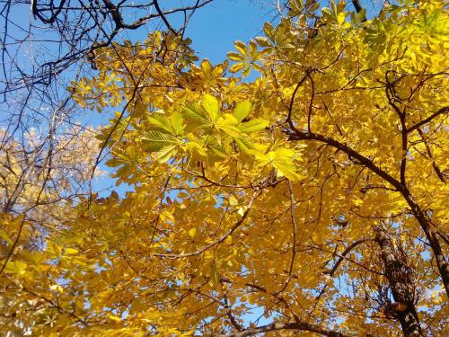 金色的秋天、卢日尼基体育场、叶子