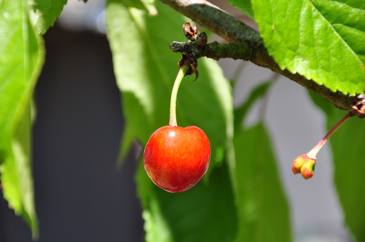 櫻桃、夏季、花園免費圖片