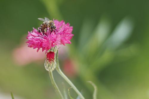 红色花朵上的蜜蜂