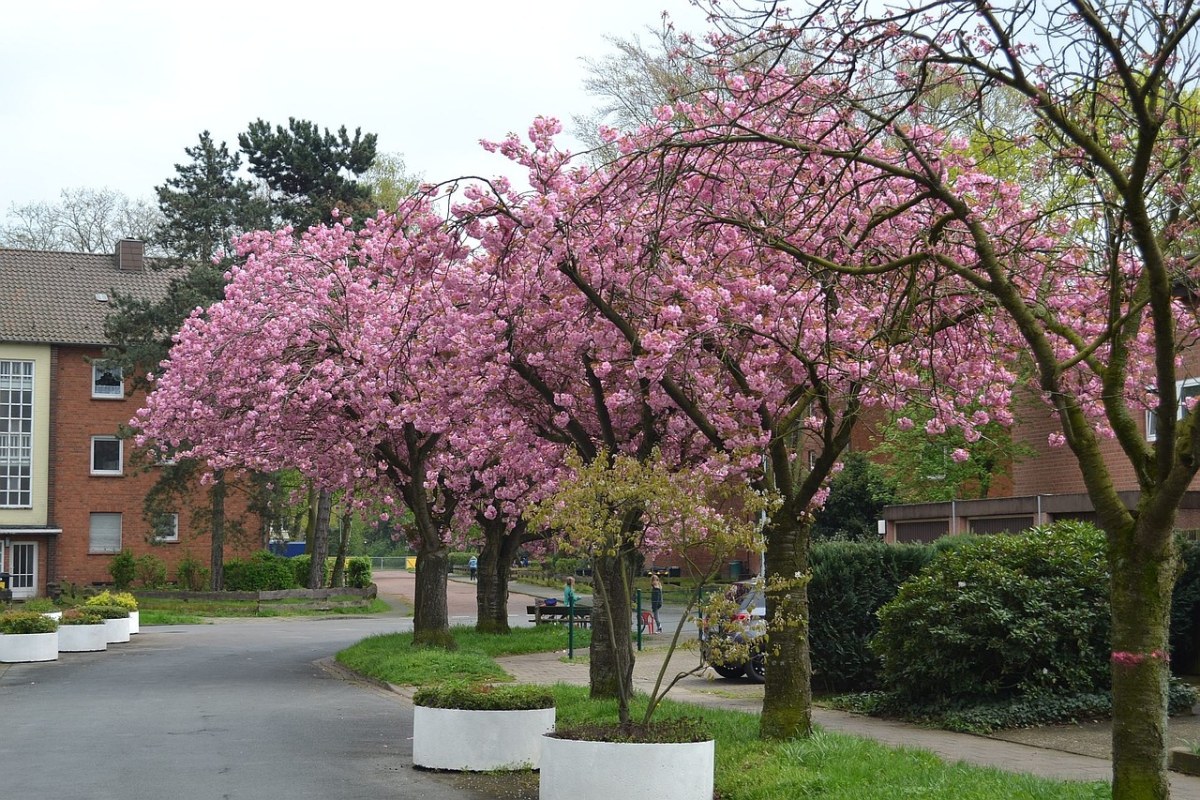 春天庭院开花的树免费图片