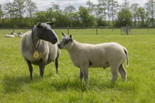 牧场草地上的羊