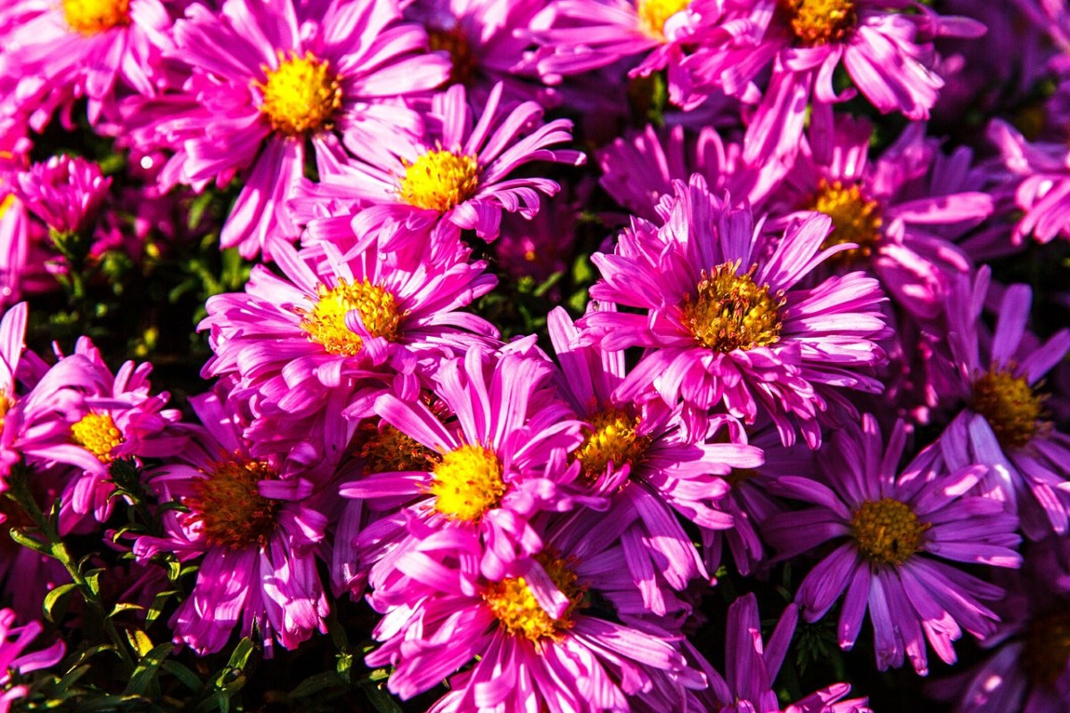 asters,粉红色,鲜花