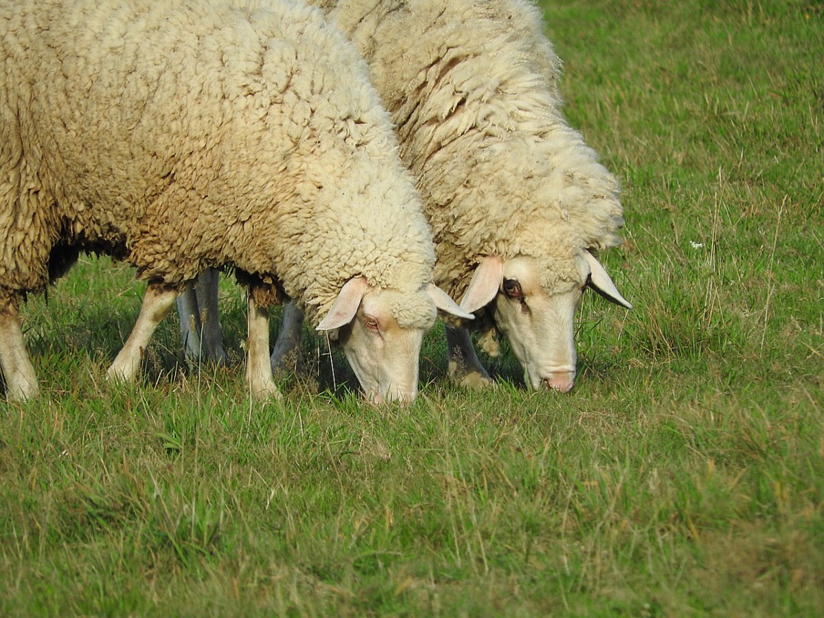 草地上的放牧的两只绵羊免费图片