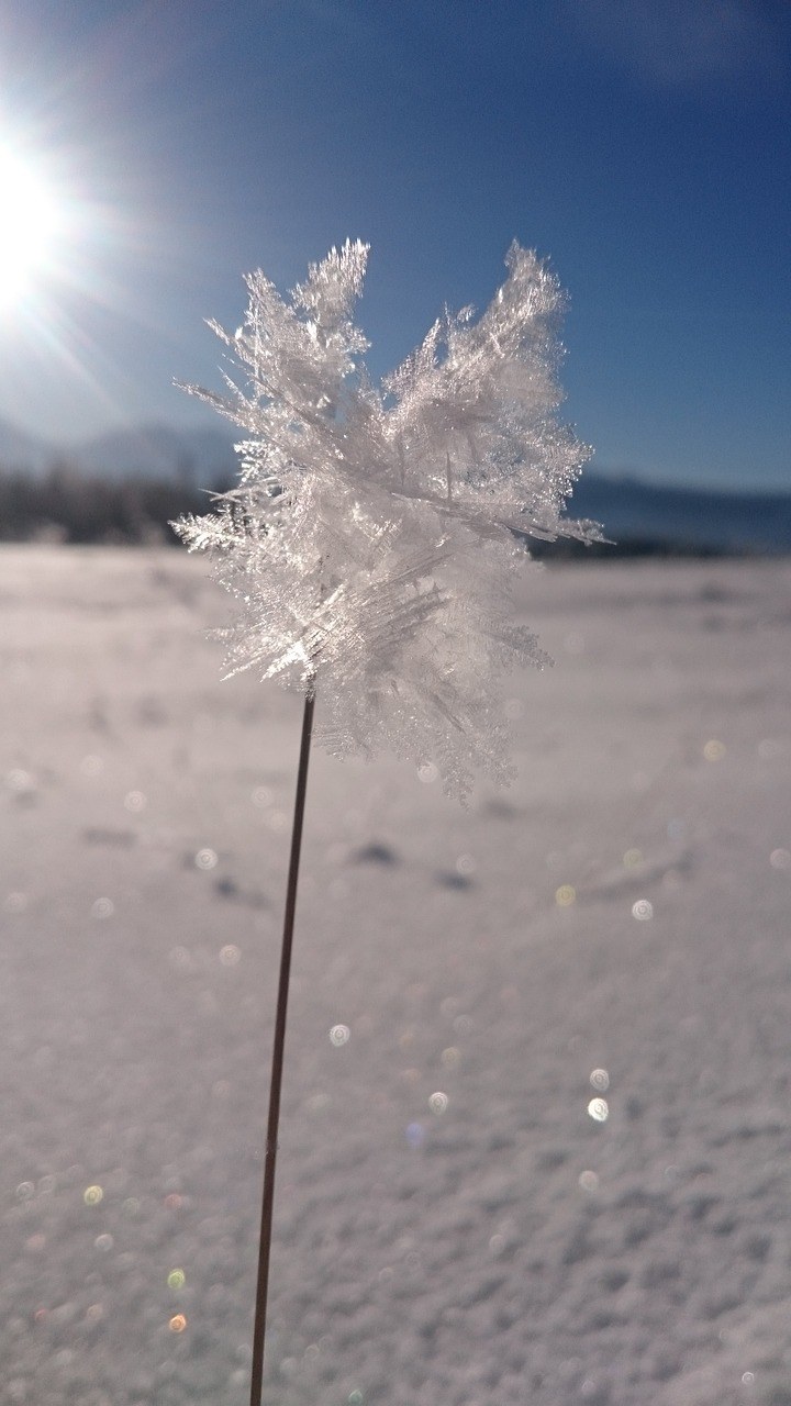 霜、冰、雪免费图片