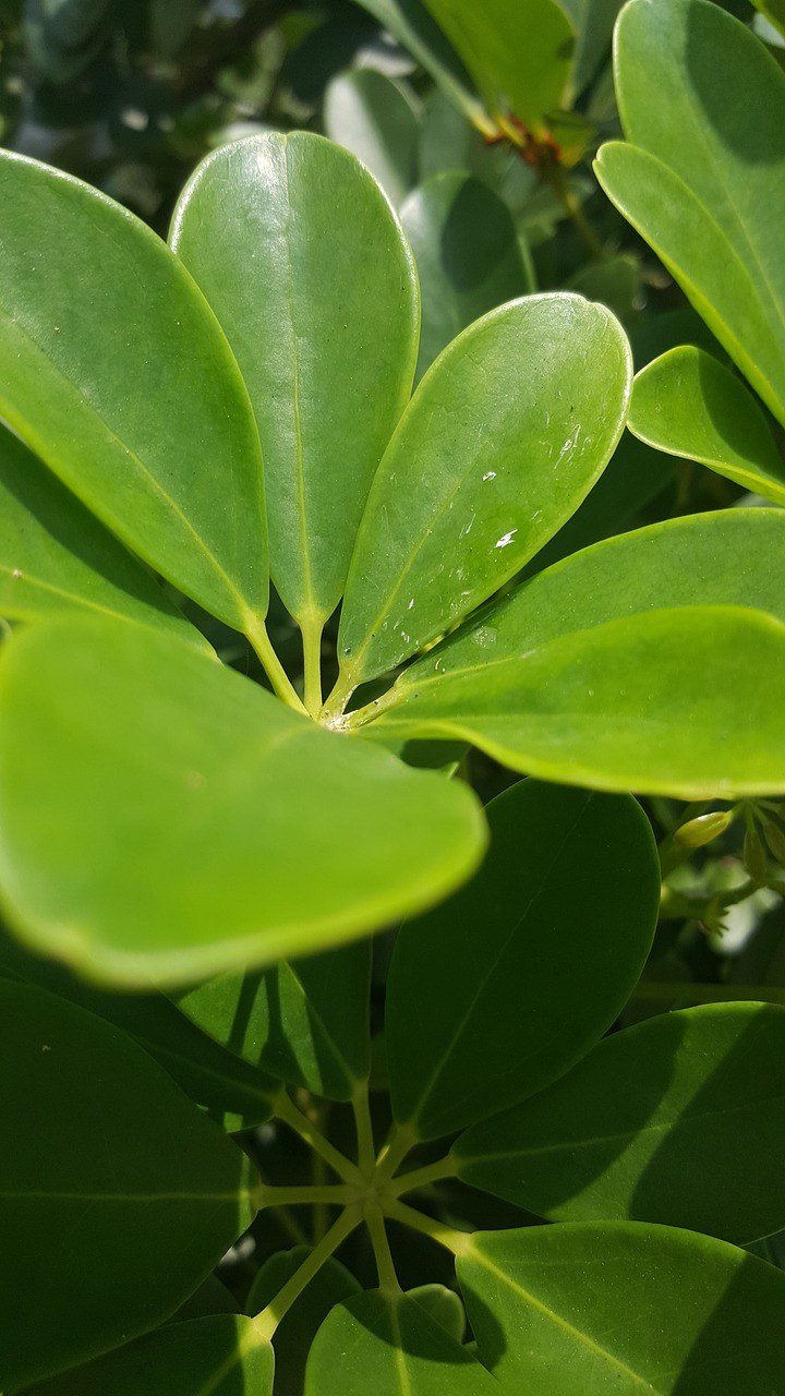 绿叶、叶、植物免费图片