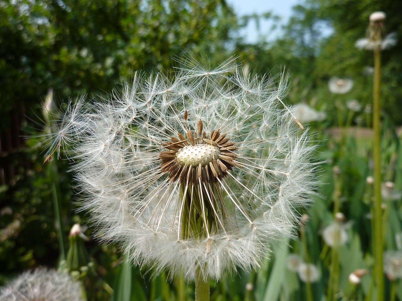 蒲公英,花,夏天