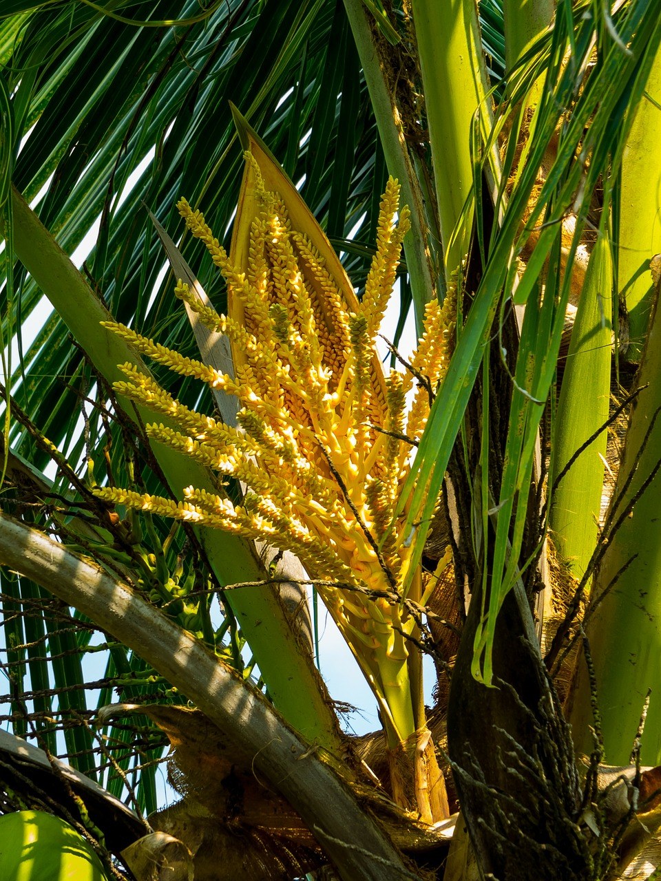 棕榈花,椰子树