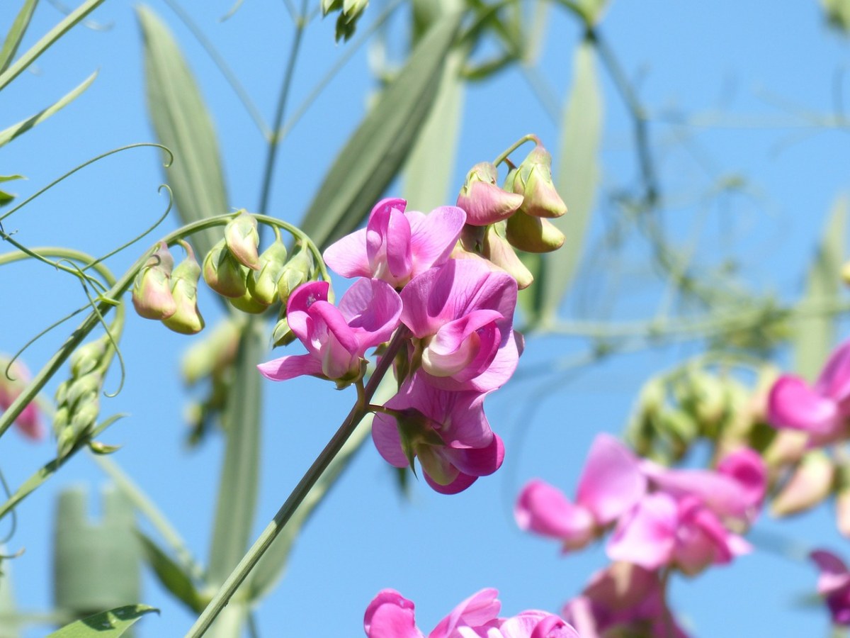 山黧豆芋,开花,花