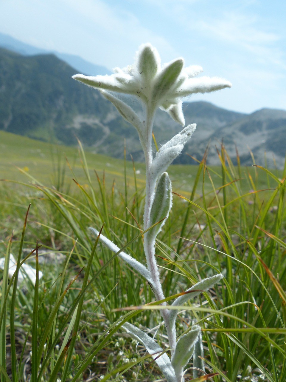 高山、Edelweiß、普通、雪绒花免费图片