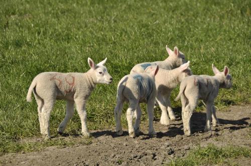 牧场的一群小羊羔