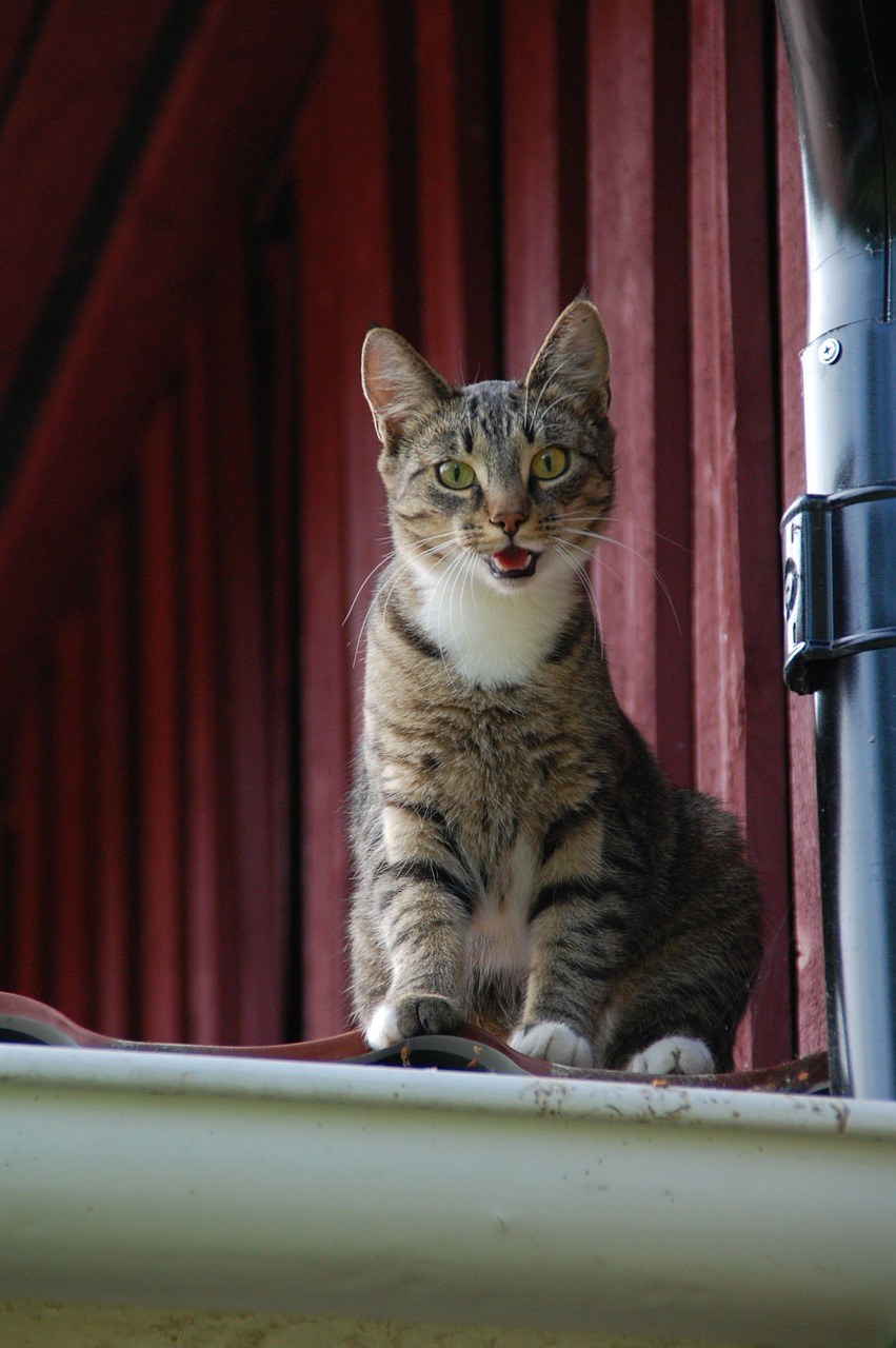 猫、猫的、屋顶上的猫免费图片
