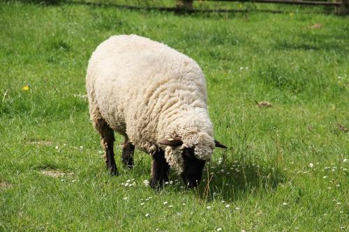 草地上吃草的绵羊