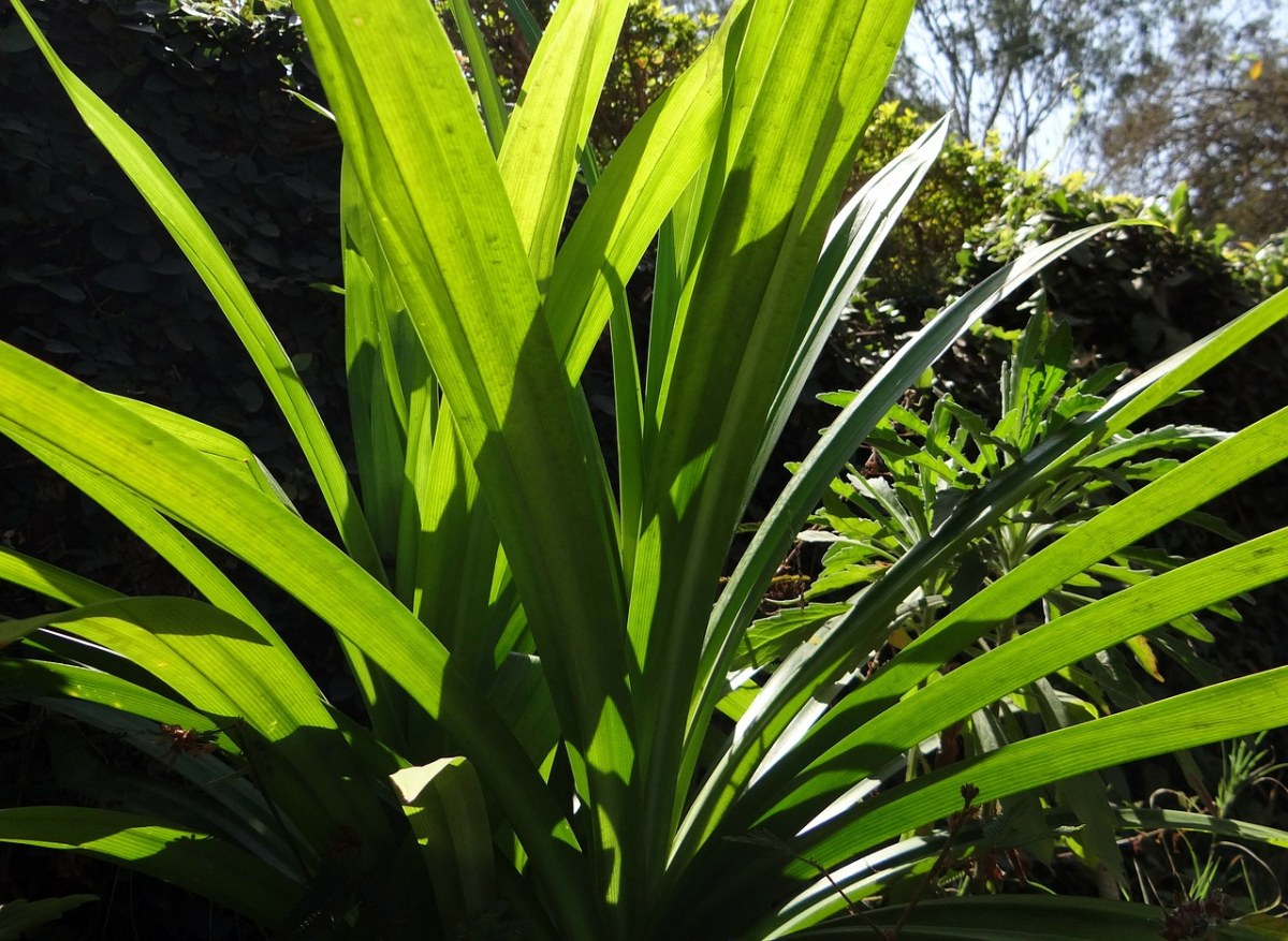 布什露兜树amaryllifolius