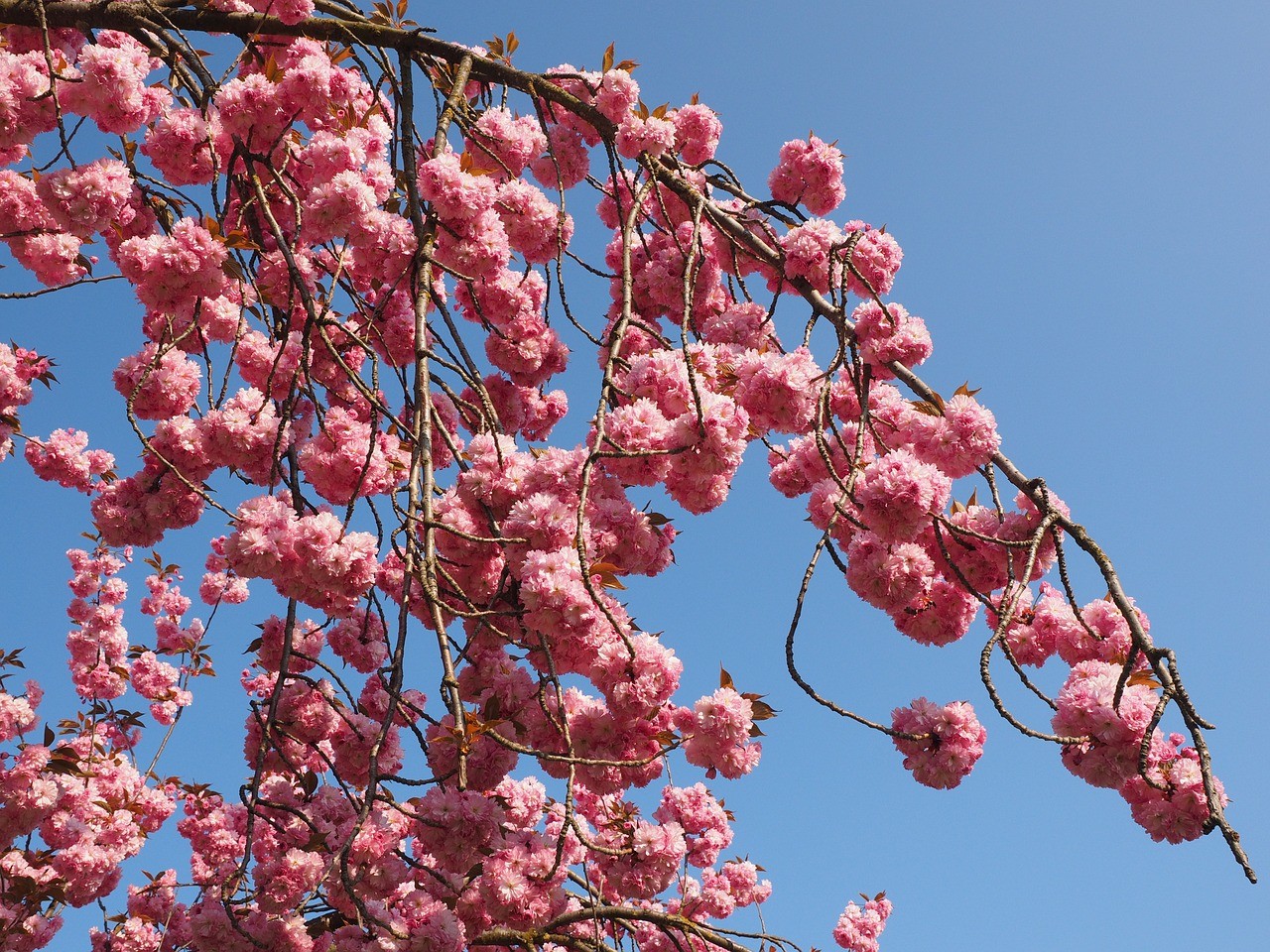 樱花,日本樱花,气味