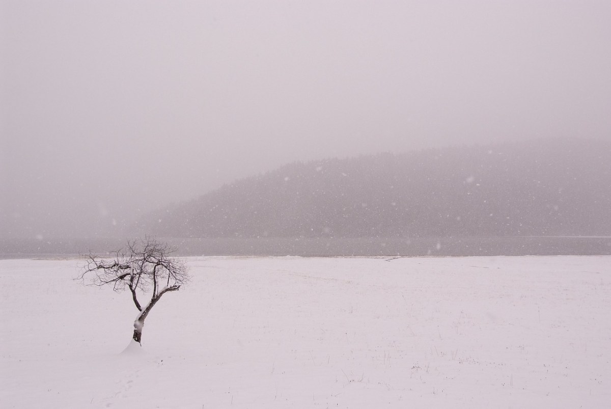 雪地、树免费图片
