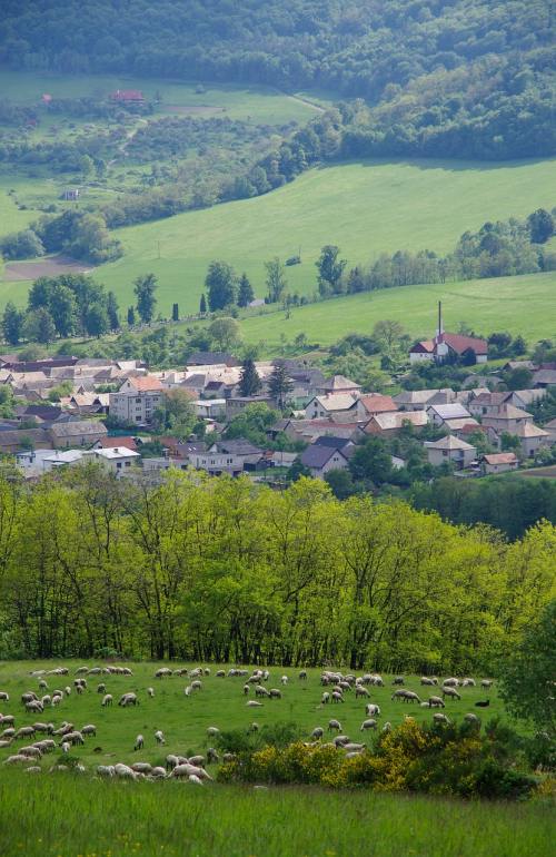 村庄与羊群风景图片