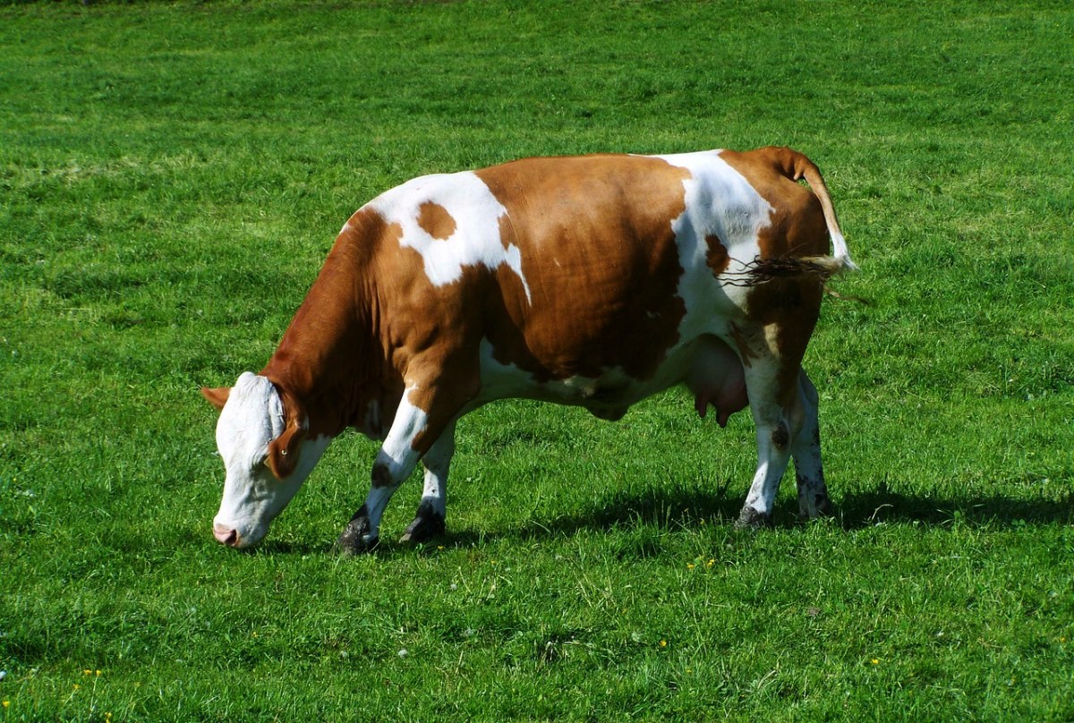棕色和白色的牛,绿色的草地