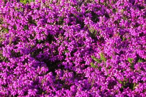 紫荆花背景图