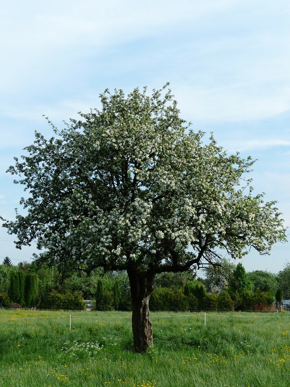 春天草地上开花的苹果树免费图片
