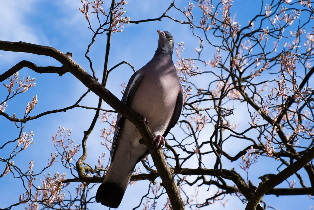 春天树上的一只鸽子免费图片