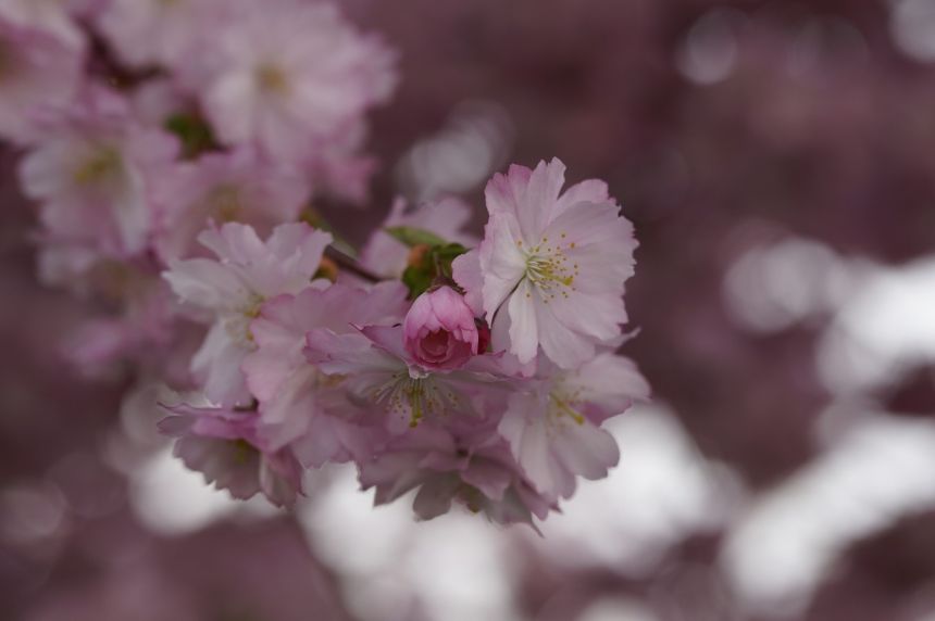 樱花,开花,春天