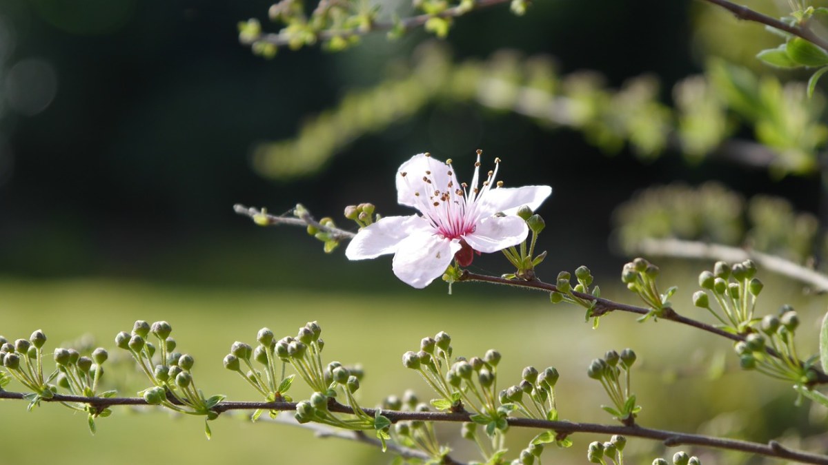 开花、血梅、粉红色免费图片