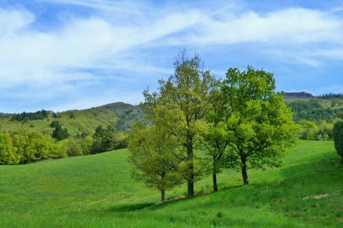 春天草地上的几棵树风景