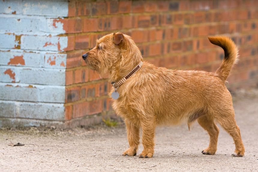 小猎犬混合的品种杂种