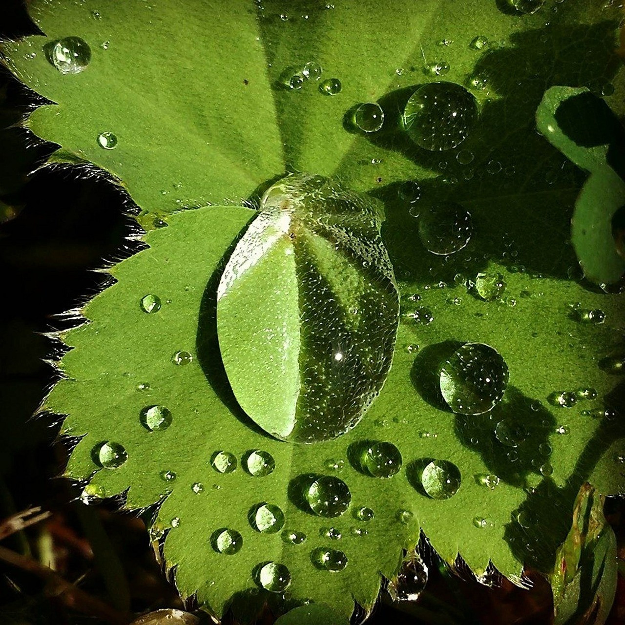 一滴水,叶子,雨滴