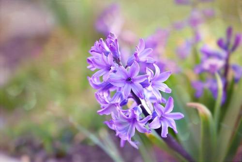 紫色的风信子花