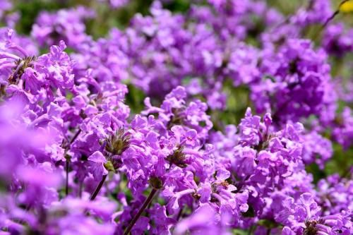 紫色的花背景图
