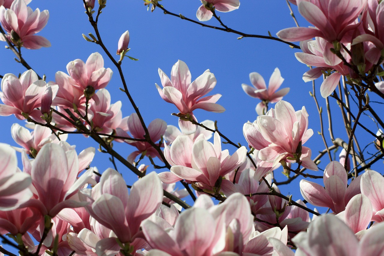 玉兰,开花,花