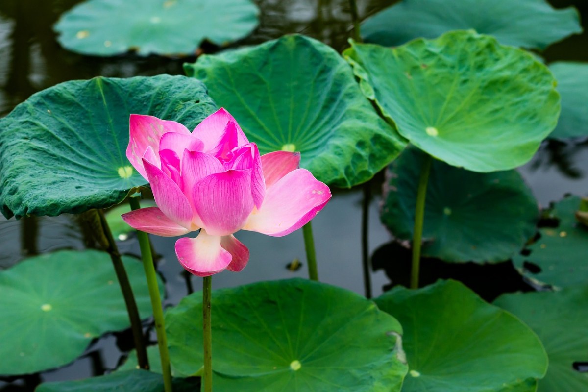 花、蓮花、粉紅色免費圖片