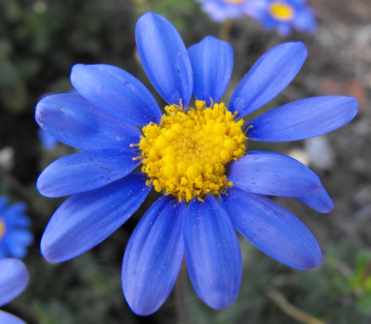 花、雏菊、蓝色、玛格丽特免费图片