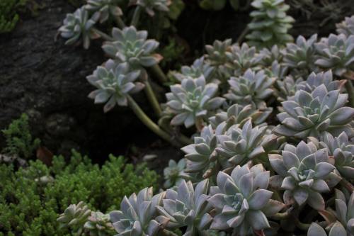 Collins adopts injured dog 'Crash' after Miami rescue