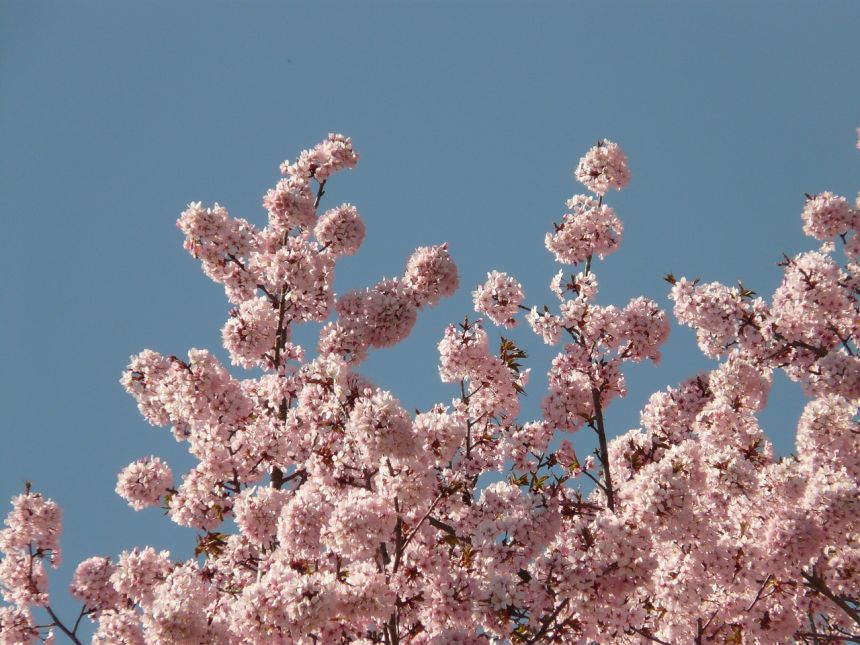 樱花,开花,树