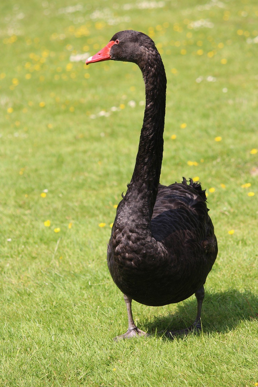 草地上的黑天鹅免费图片