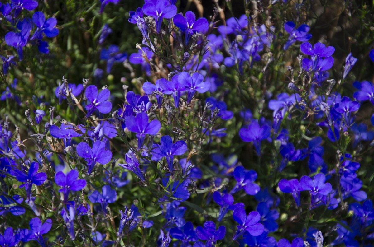 viola,紫罗兰色,花