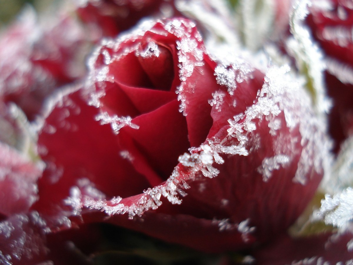 玫瑰,冰