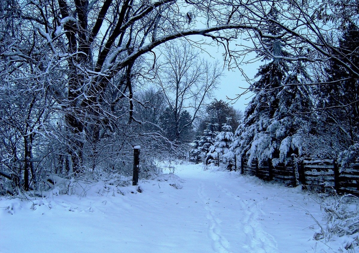 冬天,雪,树