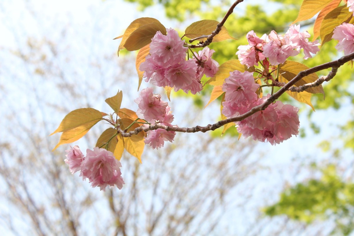 日本,樱花