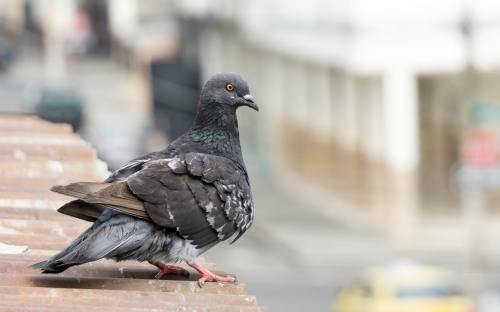 親子鑒定在法律上有哪些作用?怎么做親子鑒定,需要哪些材料?