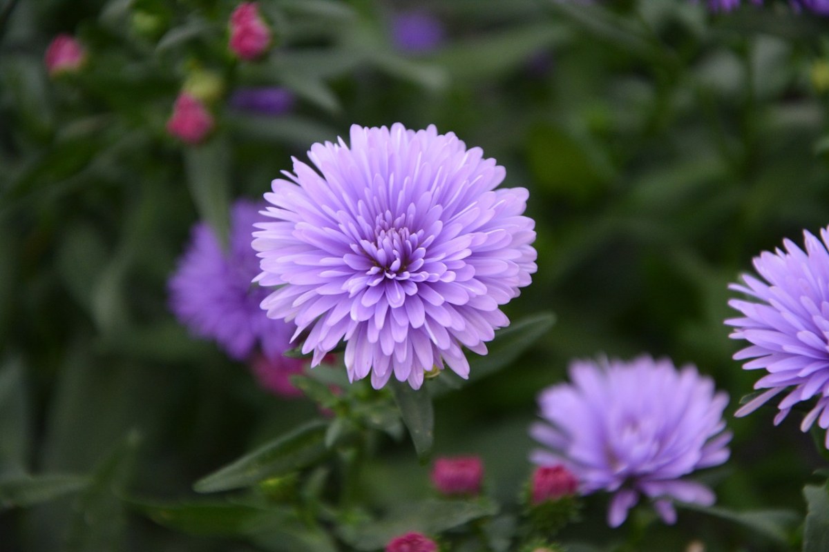 花aster,紫色的小花,性质