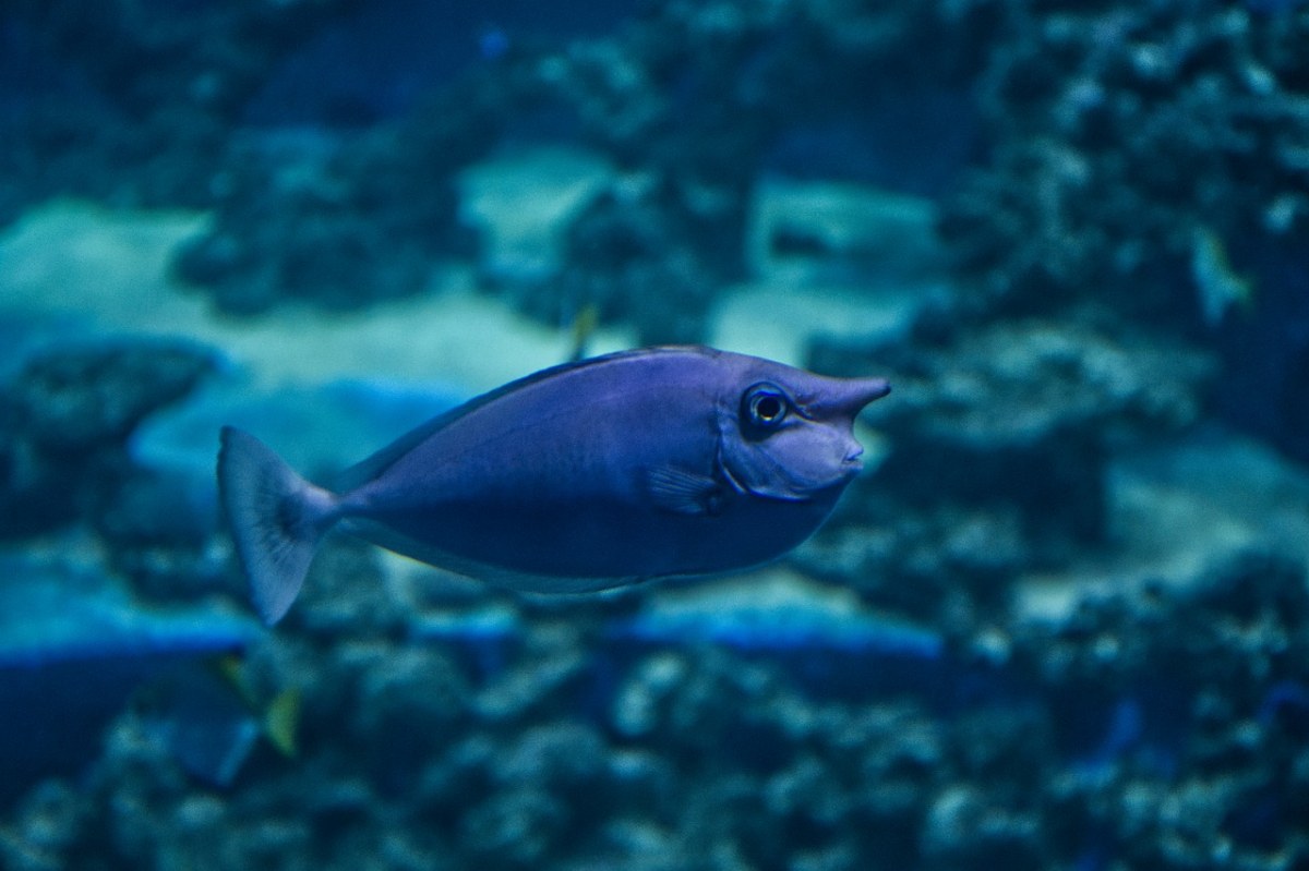 鱼,水,水族馆