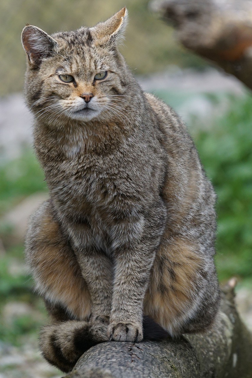 野猫、动物园免费图片