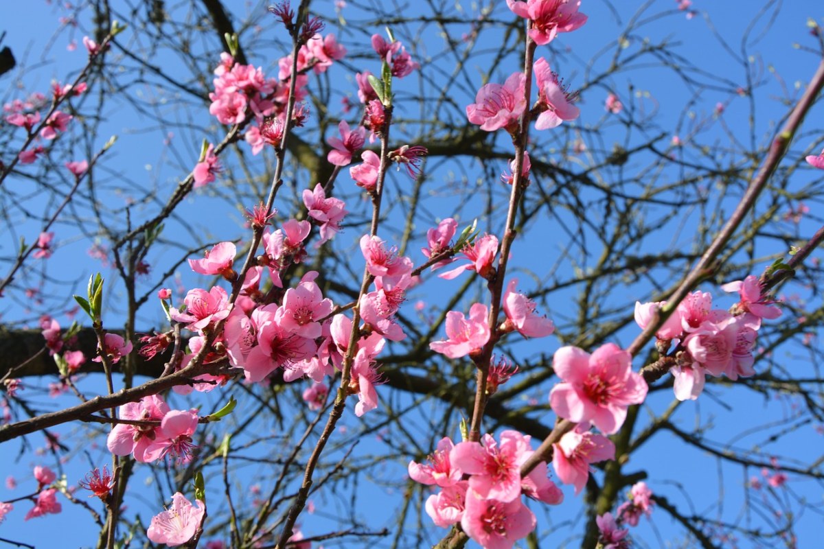春天的桃花免费图片