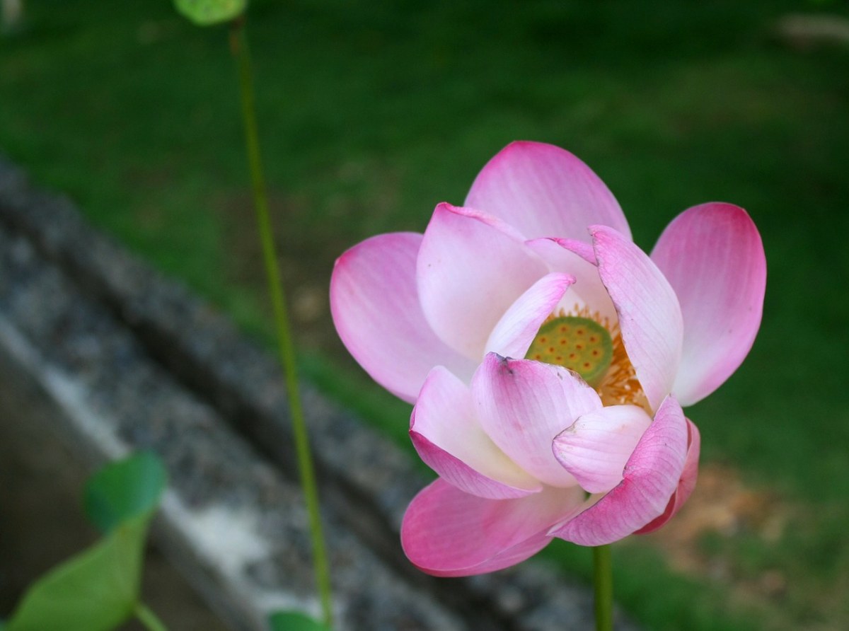 邦加、蓮花、巴厘島免費圖片