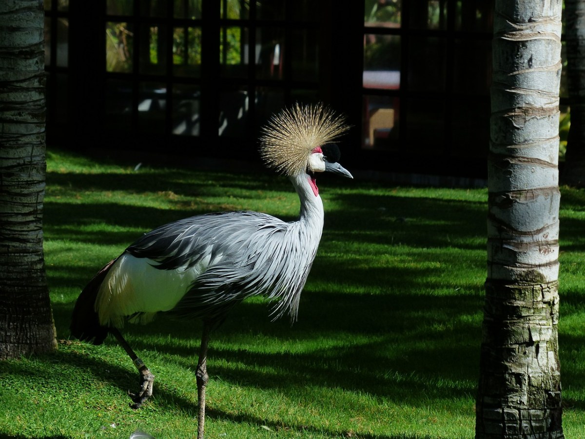 草地上的一只灰冠鹤免费图片