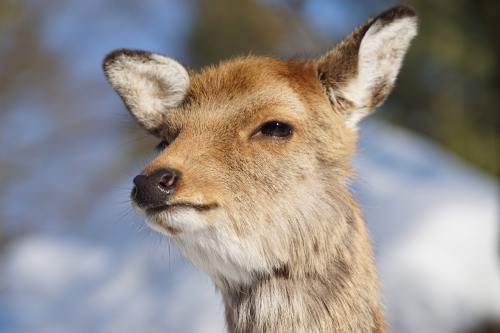 五通桥二手房出售信息最新（乐山五通桥二手房价格）